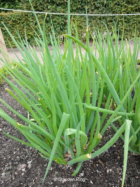 Winterheckenzwiebel - Allium fistulosum